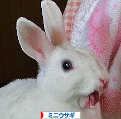 にほんブログ村 うさぎブログ ミニウサギへ