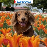 にほんブログ村 犬ブログ ミニチュアダックスフンドへ