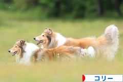 にほんブログ村 犬ブログ コリーへ