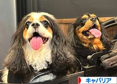 にほんブログ村 犬ブログ キャバリアへ