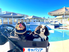 にほんブログ村 犬ブログ キャバリアへ