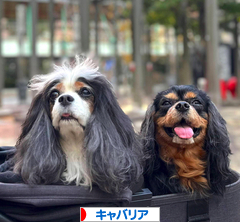 にほんブログ村 犬ブログ キャバリアへ