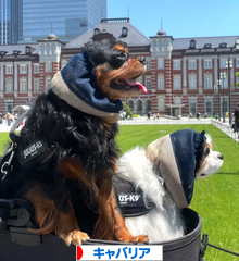 にほんブログ村 犬ブログ キャバリアへ