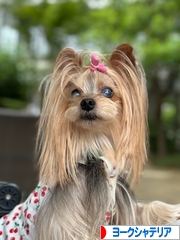 にほんブログ村 犬ブログ ヨークシャーテリアへ