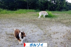 にほんブログ村 犬ブログ ボルゾイへ