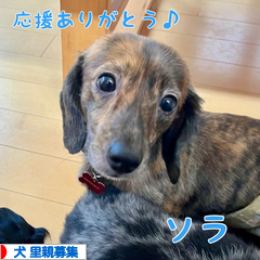 にほんブログ村 犬ブログ 犬 里親募集へ