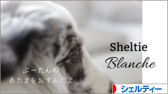 にほんブログ村 犬ブログ シェルティーへ