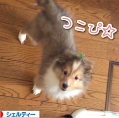 にほんブログ村 犬ブログ シェルティーへ