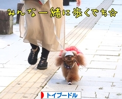 にほんブログ村 犬ブログ トイプードルへ