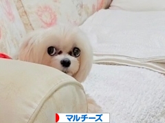 にほんブログ村 犬ブログ マルチーズへ