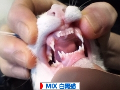 にほんブログ村 猫ブログ MIX白黒猫へ