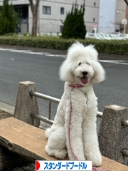 にほんブログ村 犬ブログ スタンダードプードルへ