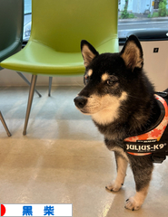 にほんブログ村 犬ブログ 黒柴犬へ