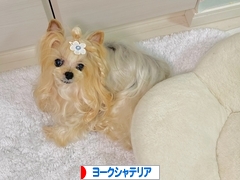 にほんブログ村 犬ブログ ヨークシャーテリアへ