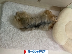 にほんブログ村 犬ブログ ヨークシャーテリアへ