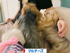 にほんブログ村 犬ブログ マルチーズへ