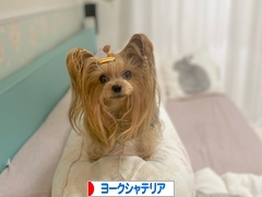 にほんブログ村 犬ブログ ヨークシャーテリアへ