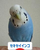 にほんブログ村 鳥ブログ セキセイインコへ