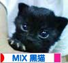 にほんブログ村 猫ブログ MIX黒猫へ