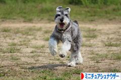 にほんブログ村 犬ブログ ミニチュアシュナウザーへ