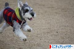 にほんブログ村 犬ブログ ミニチュアシュナウザーへ