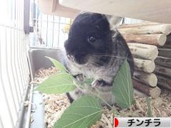 にほんブログ村 小動物ブログ チンチラへ