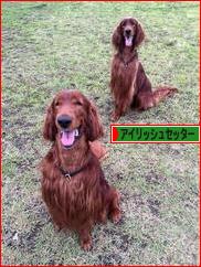 にほんブログ村 犬ブログ アイリッシュセッターへ