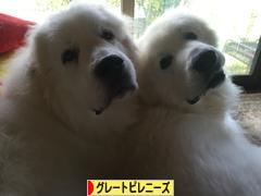 にほんブログ村 犬ブログ グレートピレニーズへ