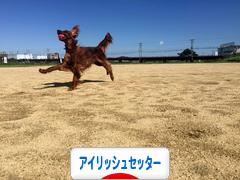 にほんブログ村 犬ブログ アイリッシュセッターへ