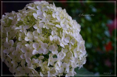 挿し木の紫陽花　開花