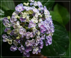 挿し木の紫陽花　開花