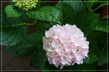 挿し木の紫陽花　開花