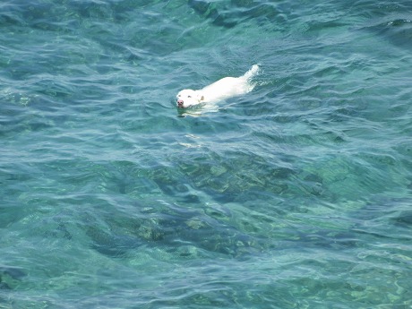 海水浴する犬