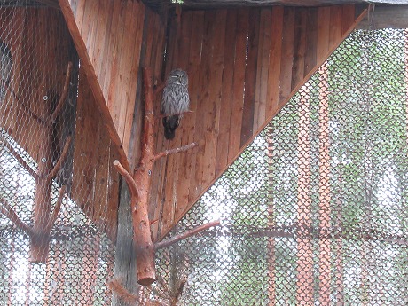 Ähtäri動物園フクロウ