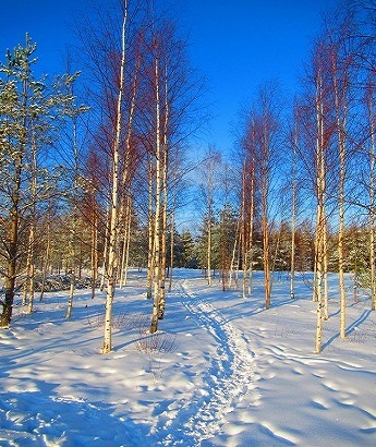 雪道