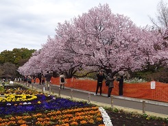 高遠桜１