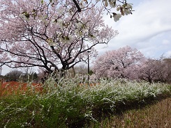 高遠桜６