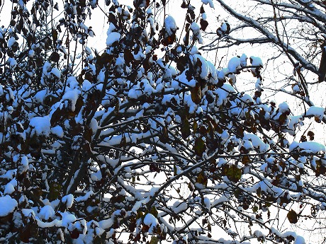 木に積もった雪