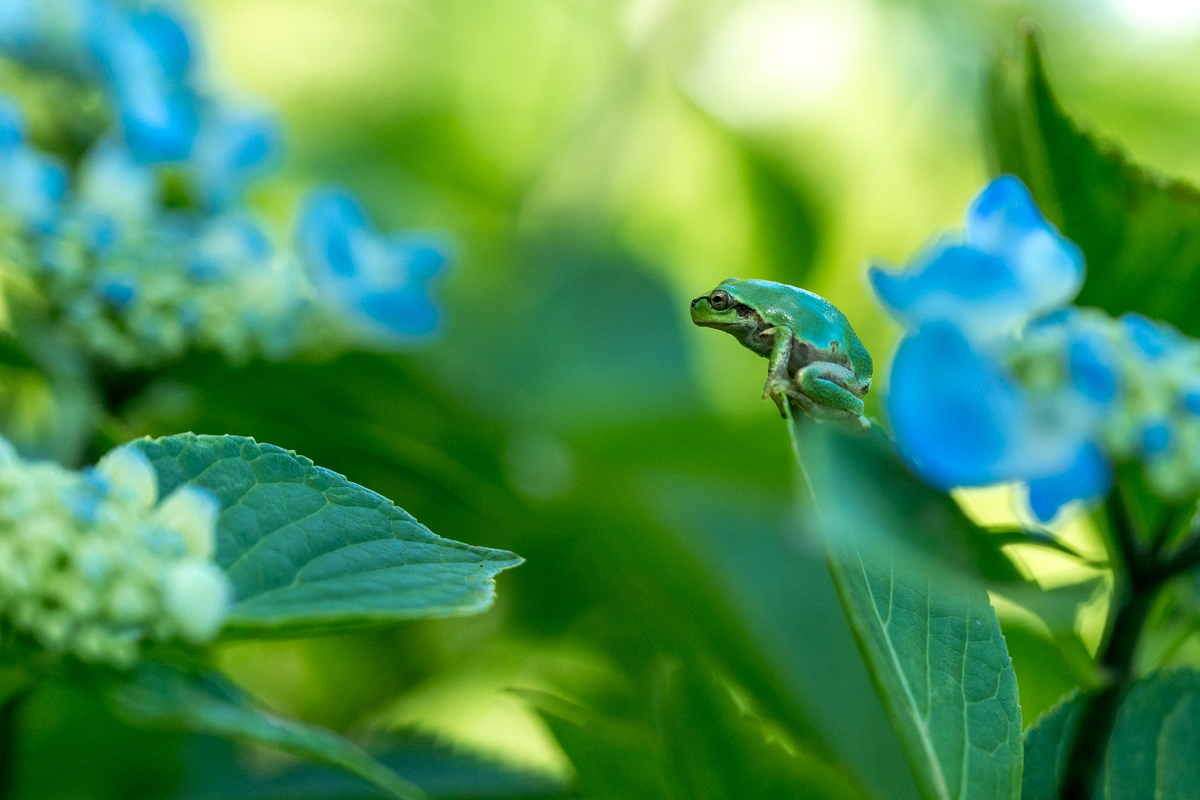 ニホンアマガエル711