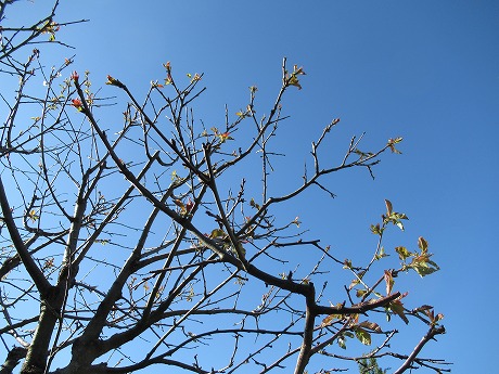 桜の木