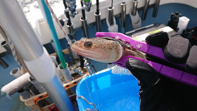 駿河湾タイラバ　エソ