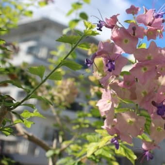 8月に咲いていた花たち