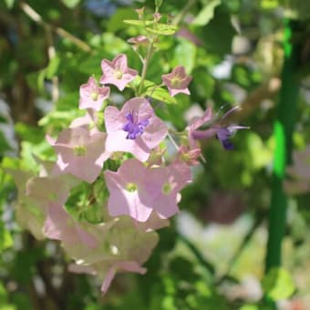 8月に咲いていた花たち