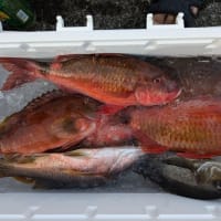 南伊豆 下流 今日の釣果