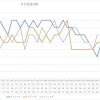 ８月の気温と木瓜（ボケ）の花