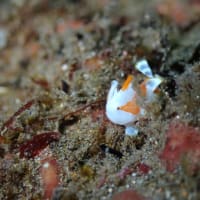 伊豆北川カジカキでボートダイビング