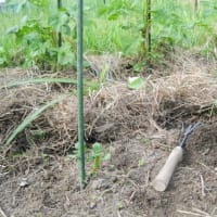 野菜には、肥料よりも水では？