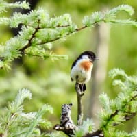 2週間の空白を奥日光で埋める①〜ホオアカ、ノビタキ、アカハラ