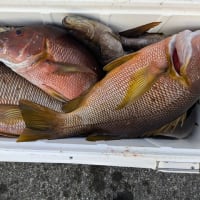 南伊豆 下流 今日の釣果