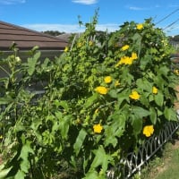 暴走するヘチマのパワーをいただきたい